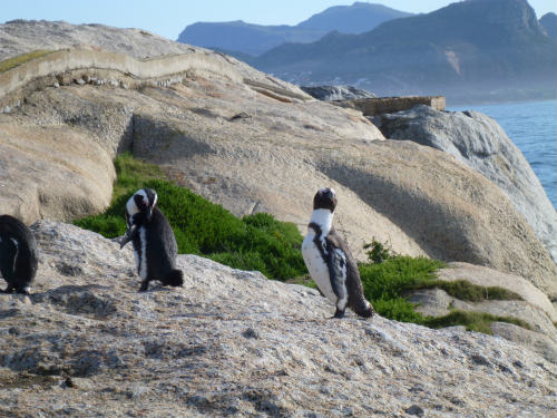 南アフリカのケープペンギン (13)