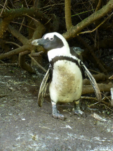 南アフリカのケープペンギン (4)