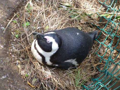 南アフリカのケープペンギン (7)