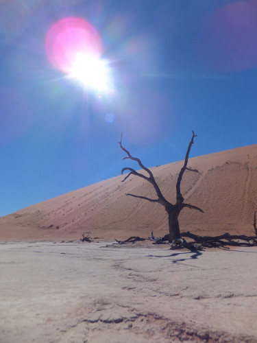 ナミビアナミブ砂漠1 (9)