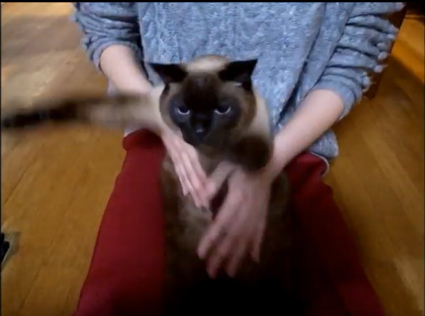 「6kgを超えるデブ猫ゆず」の気持ち良さそうなクロール動画