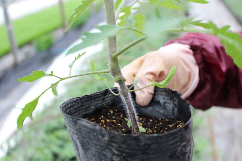 [桃太郎トマトの育て方]接ぎ木苗の植え方 (3)