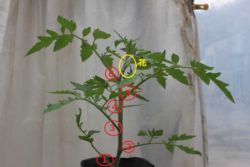 [桃太郎トマトの育て方]接ぎ木苗の植え方 (4)