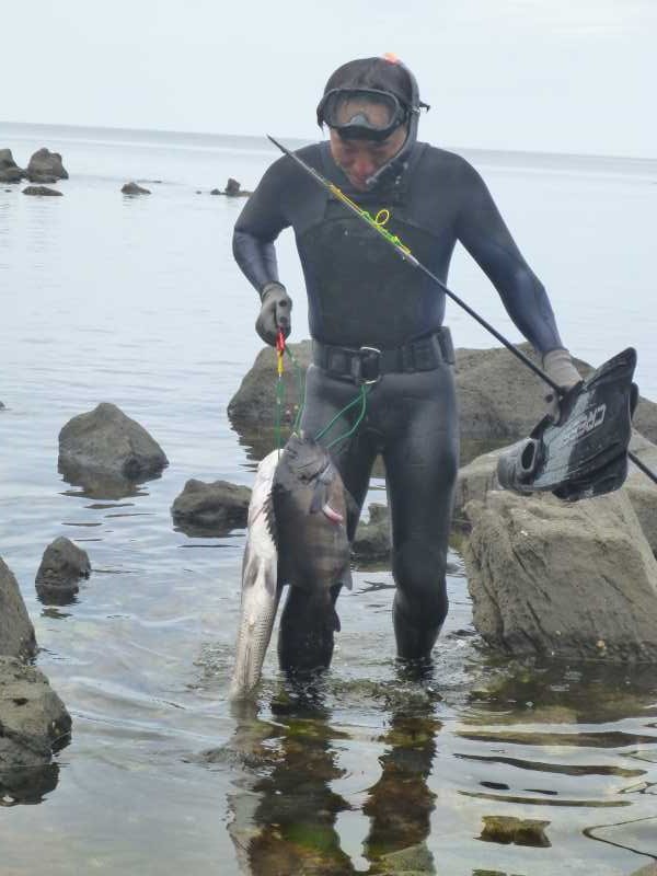 福井で魚突き！80cm弱の真鯛と40cm強の石鯛とキジハタとったどー！！ (4)