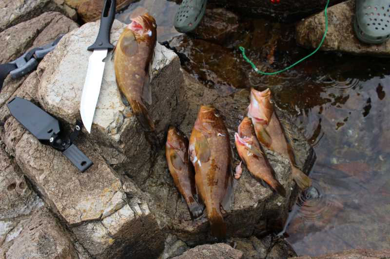 福井で魚突き！80cm弱の真鯛と40cm強の石鯛とキジハタとったどー！！ (13)