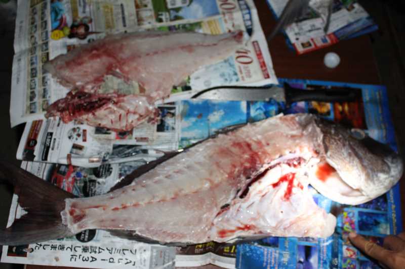 福井で魚突き！80cm弱の真鯛と40cm強の石鯛とキジハタとったどー！！ (20)