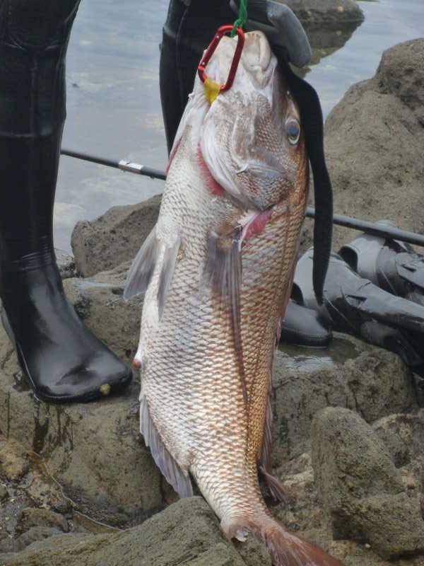 福井で魚突き！80cm弱の真鯛と40cm強の石鯛とキジハタとったどー！！ (6)