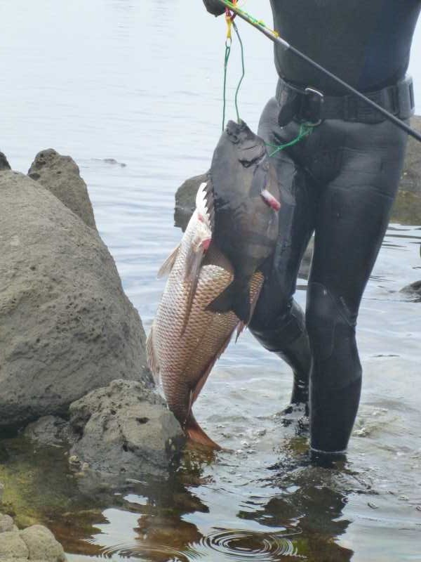 福井で魚突き！80cm弱の真鯛と40cm強の石鯛とキジハタとったどー！！ (5)