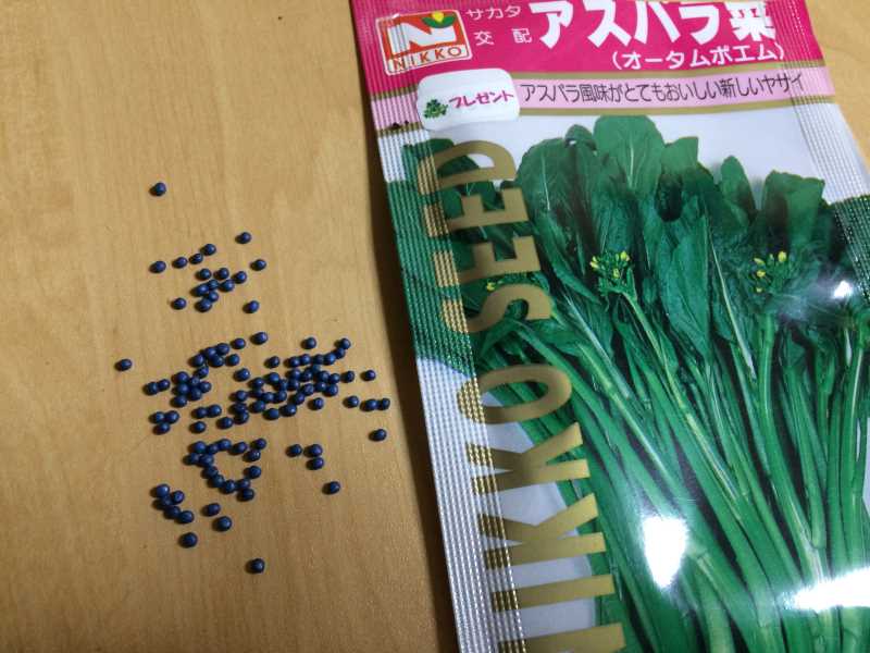 【珍しい野菜栽培】5.珍しい野菜のタネを植えたらネズミに喰われたよ (13)