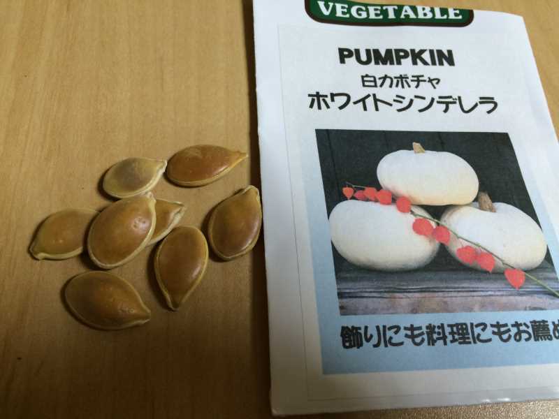 【珍しい野菜栽培】5.珍しい野菜のタネを植えたらネズミに喰われたよ (2)