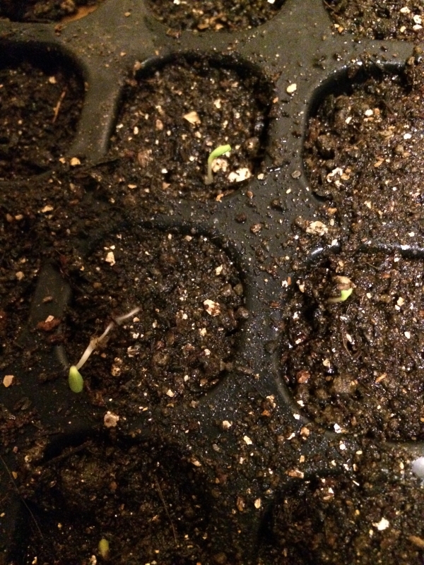 【珍しい野菜栽培】5.珍しい野菜のタネを植えたらネズミに喰われたよ (2)