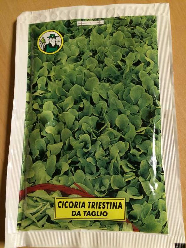 【珍しい野菜栽培】3.イタリア野菜の種が送ってもらえたので、赤チコリータルディーボなども育てます！ (5)