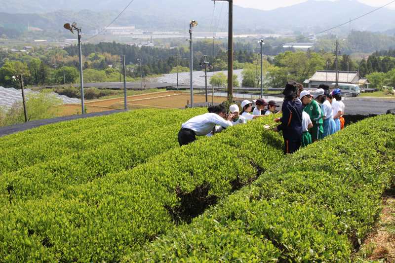 有機栽培されたお茶を手摘みしてきたよ！【愛知県新城市鈴木製茶】 (2)