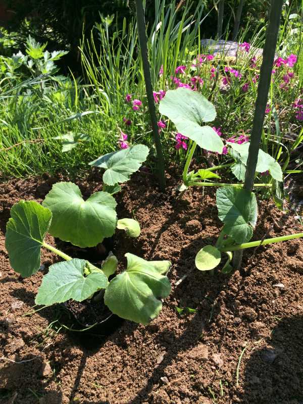 【珍しい野菜栽培】8.UFOズッキーニ、黒トマト、ハロウィンカボチャを植えかえたよ (2)