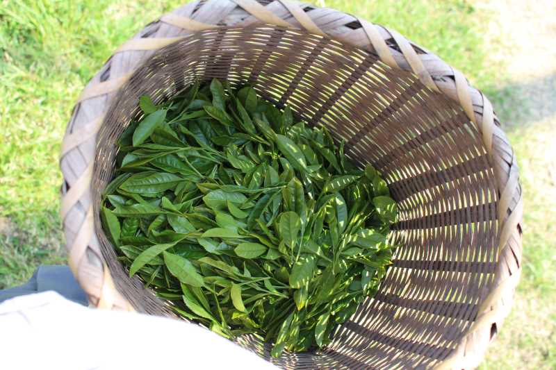 有機栽培されたお茶を手摘みしてきたよ！【愛知県新城市鈴木製茶】 (7)