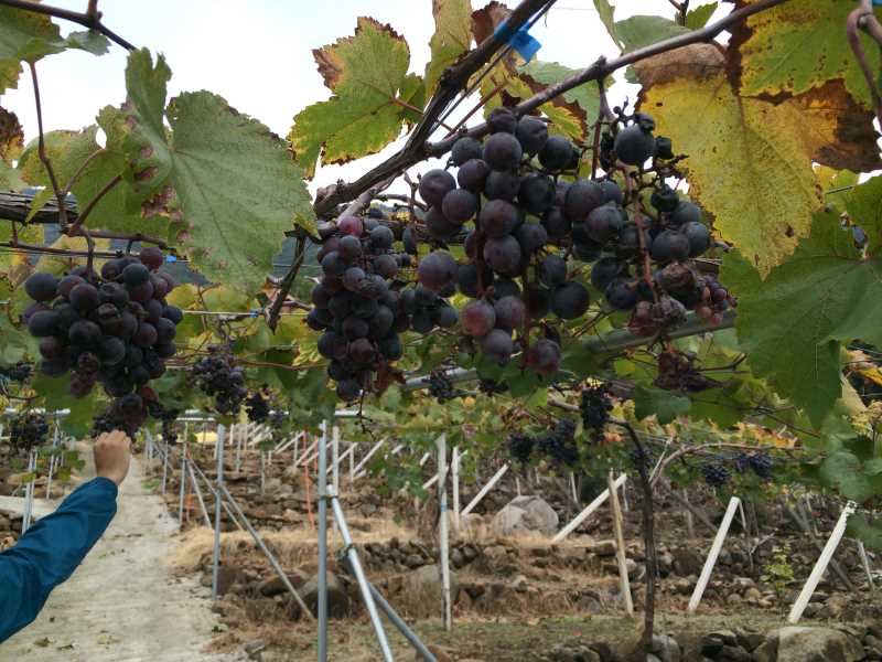 ワインの王様のぶどう品種「ピノ・ノワール」を使う山梨のワイナリーを見学してきたよ！ (2)