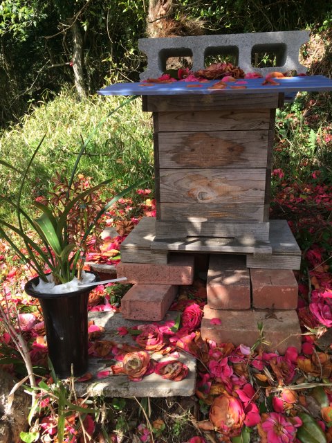 自然養蜂の日本みつばち誘引のためにキンリョウヘンを置いてみた！ (2)