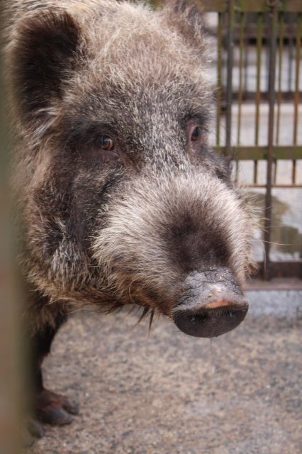 イノシシを飼育している山田さんと、解体した猪のモツ祭りでヒャッハー！【愛知県新城市】 (11)