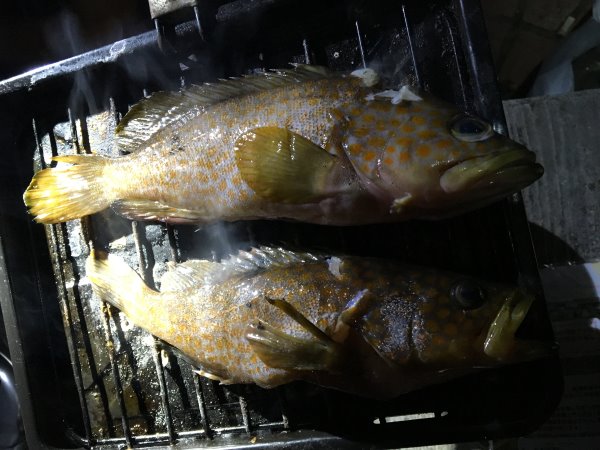 今年も福井で魚突き！キジハタとスズキとカサゴ他いろいろ獲ったど～！！！ (5)