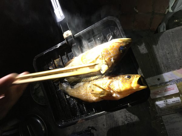 今年も福井で魚突き！キジハタとスズキとカサゴ他いろいろ獲ったど～！！！ (6)